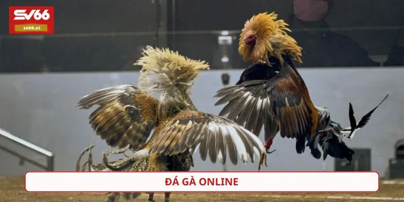 Đá gà trực tuyến SV66 cung cấp những trận đấu từ trường gà quốc tế